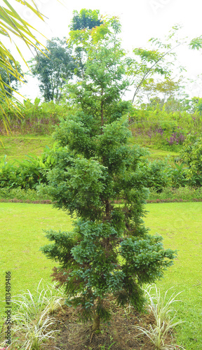 big plant in the garden photography