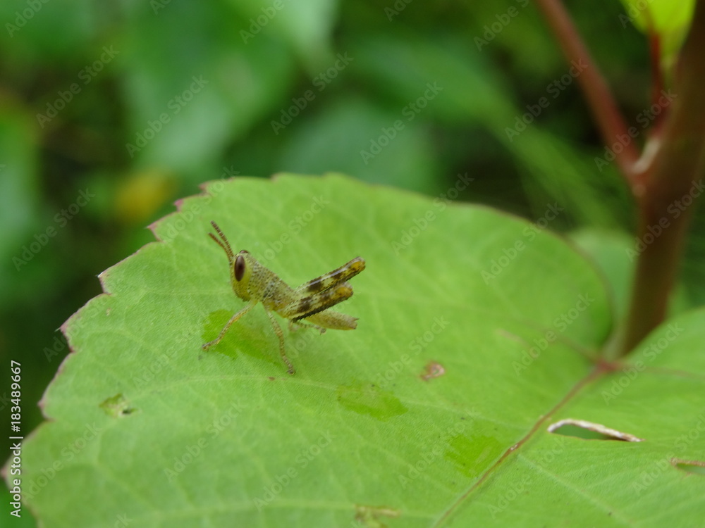 baby malaysian locust on leaf, photo taken in Malaysia baby malaysian locust on leaf, photo taken in Malaysia