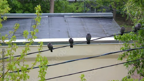 Pigeons sit on a cable in the rain against a wet roof background