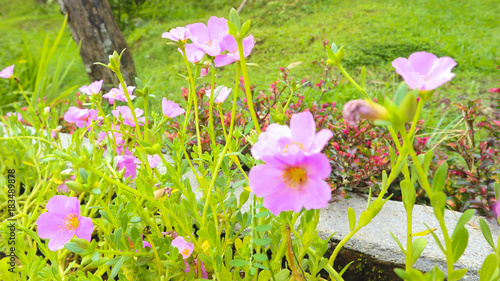 pink flower in the garden photography