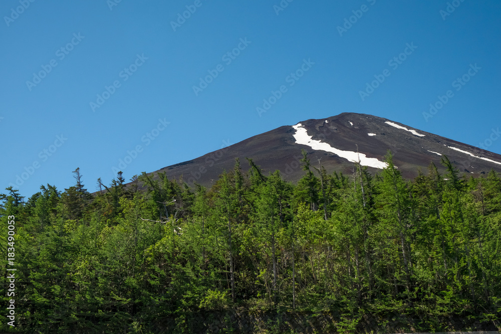 Dark Fuji mountain in summer. The Fuji mountain without snow and pine wood in the front. The dark volcanic sands cover all over the volcano and a streaks of snow under the clear bright blue sky.  