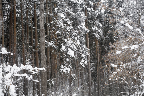 Pine trees in winter