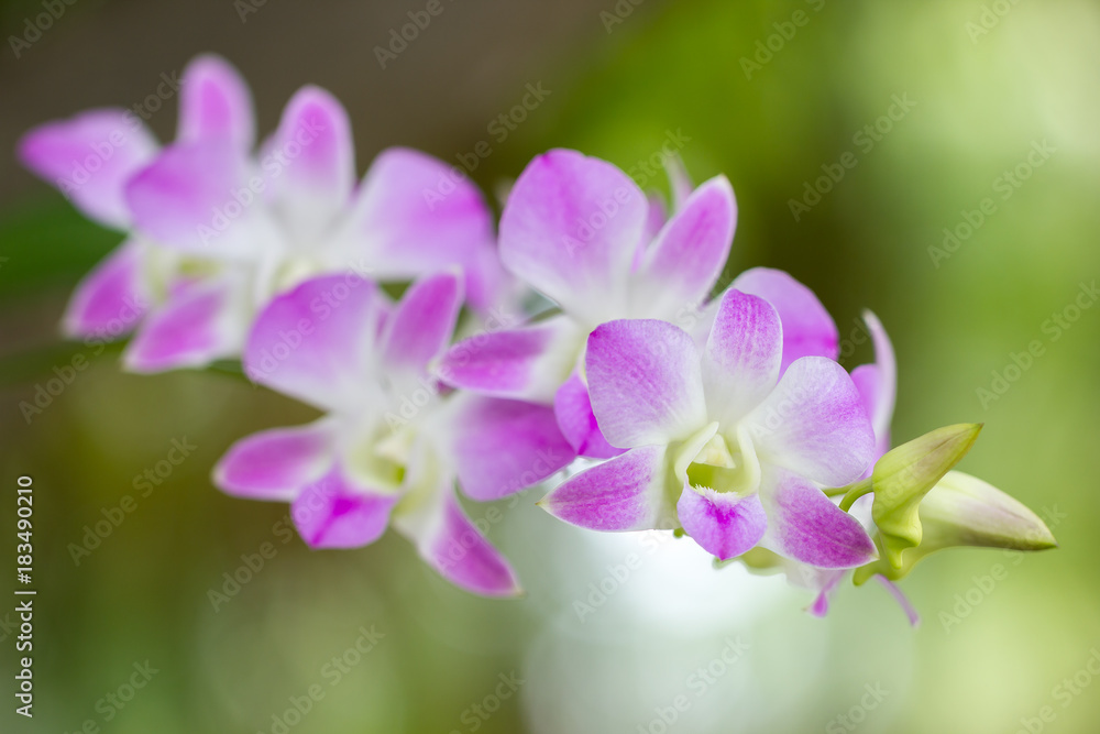 Close up pink orchid named Aerides Multiflora Roxb in the morning at the park. Close up pink orchid named Aerides Multiflora Roxb in the morning at the park.