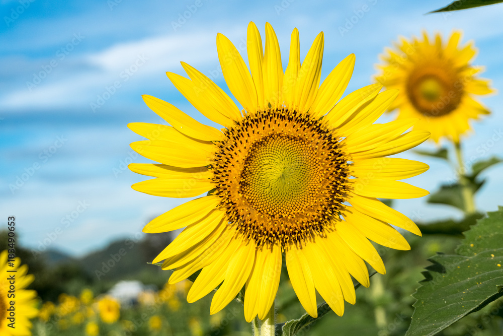 Sunflower with a sky background.