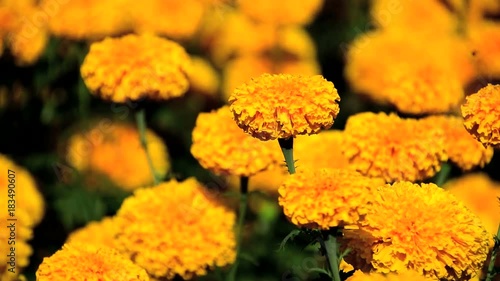 Yellow Marigold flowers - (Tagetes erecta, Mexican marigold, Aztec marigold, African marigold)
