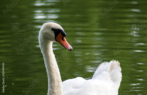 Swan close up photography. Lake with a swan photo.