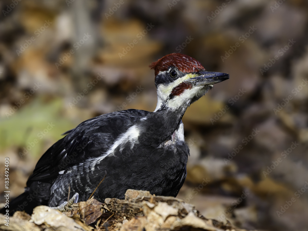 Obraz premium Male Pileated Woodpecker Close-Up portrait in Fall
