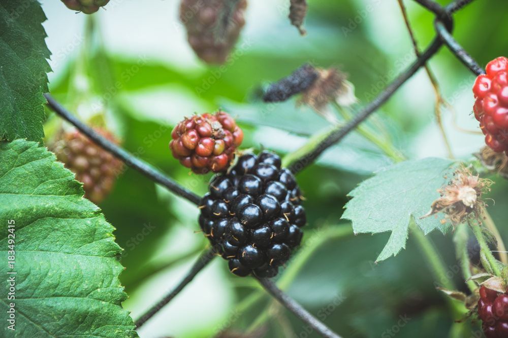 Blackberry plant with berries in the garden. Selective focus. Blackberry plant with berries in the garden. Selective focus.