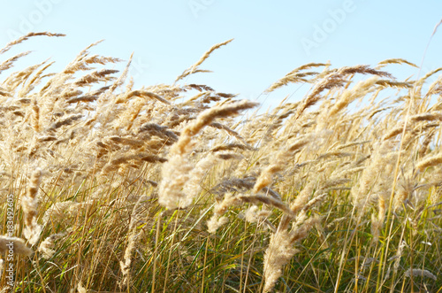 ears of wild cereals bend under the wind against the blue sky