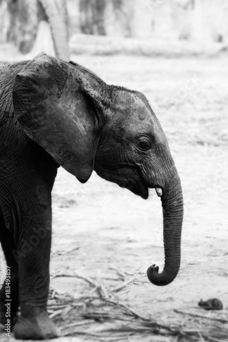 Canvas Print African elephants black and white.