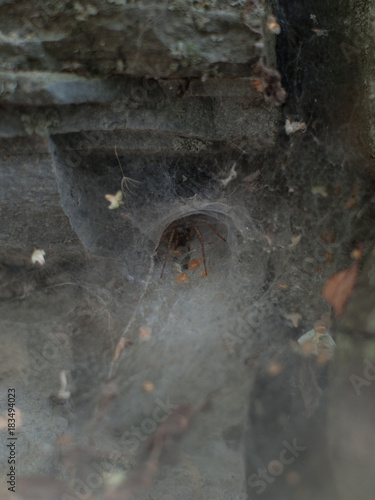 A spider in his web nest under the stone