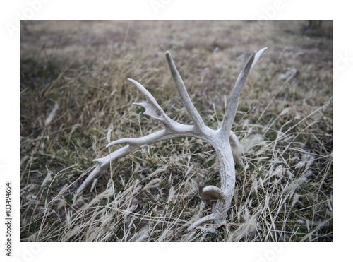 Antler in the grass