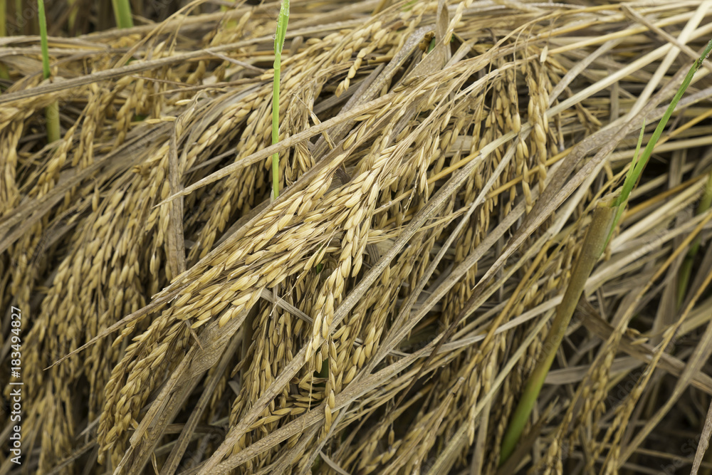 fresh rice spike and grain in the field waiting for collecting process fresh rice spike and grain in the field waiting for collecting process