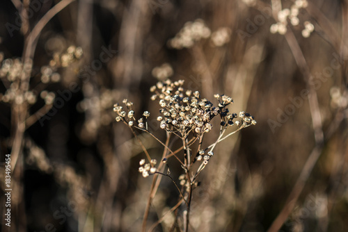 Wild dried flowers in the meadow in the autumn season in Poland.
