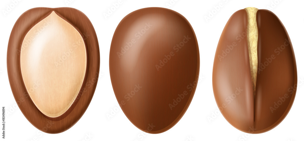 Argan nut whole and half split. Realistic vector illustration. Argan nut whole and half split. Realistic vector illustration.