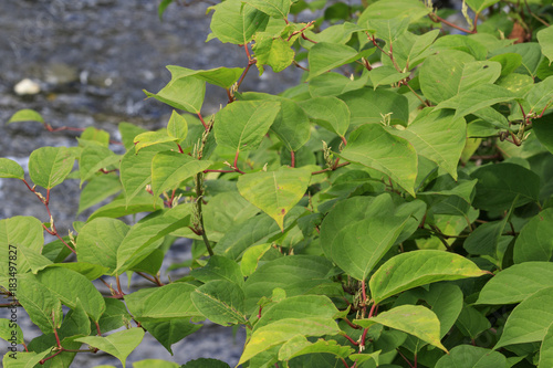 Fotografie japanese knotweed
