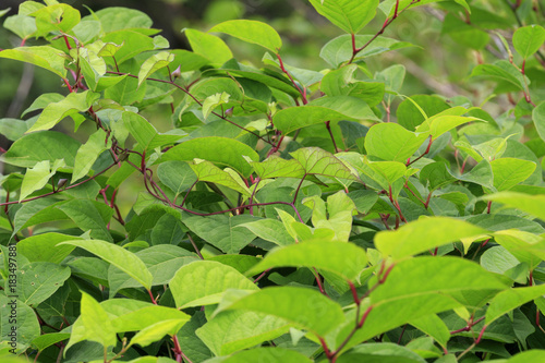 Fototapeta Naklejka Na Ścianę i Meble -  japanese knotweed