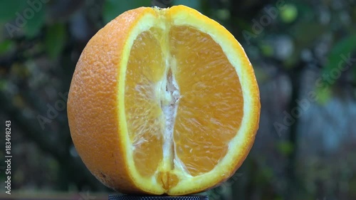 Orange Fruit