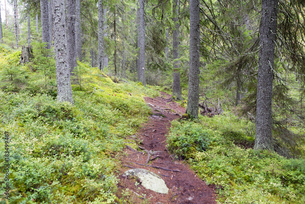 Path in the Finnish forest during autumn day. Slippery path way with stones and tree roots.