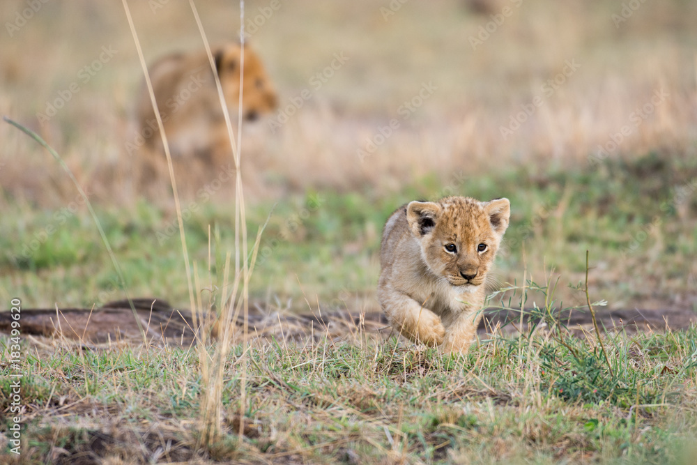 African lion cub African lion cub