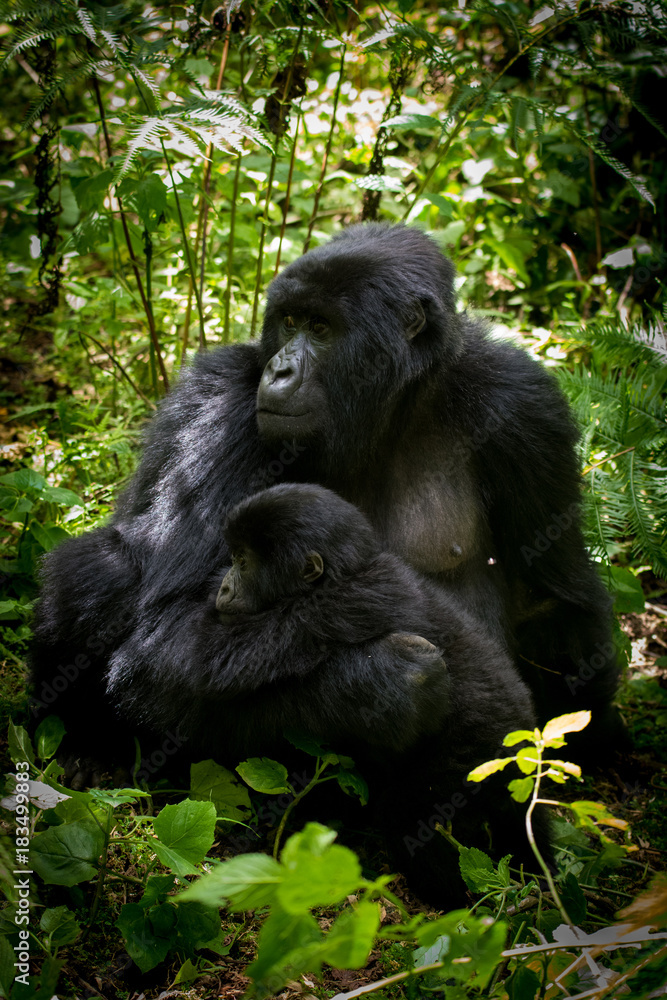 Naklejka premium Mountain gorilla and infant