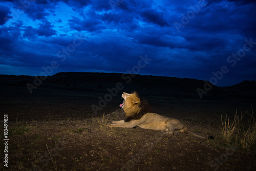 Fototapeta Naklejka Na Ścianę i Meble -  Male lion Scarface in Masai Mara