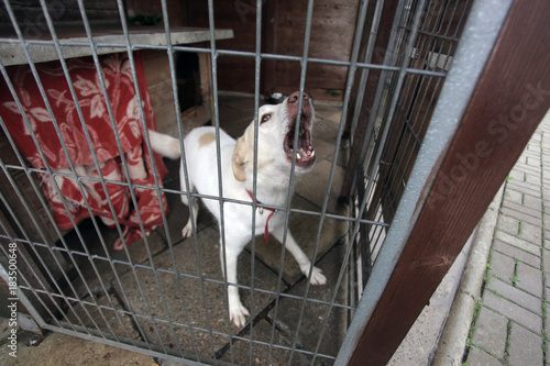 shelter dog - white dog behind bars