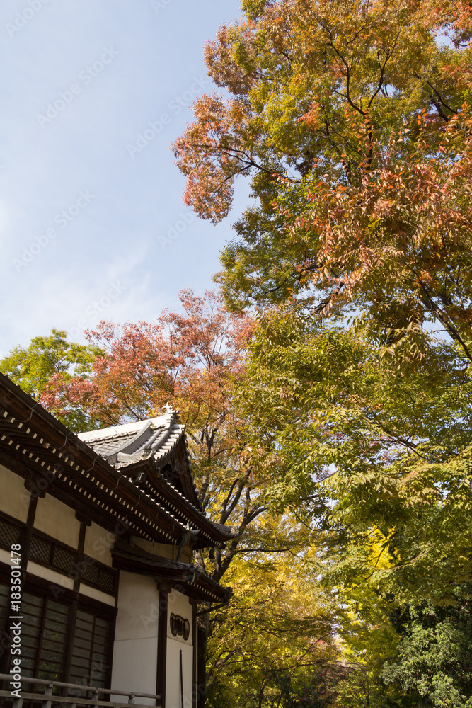 Hamacho Park in autumn