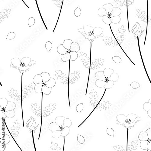 Nemophila Baby Blue Eyes Flower on White Background