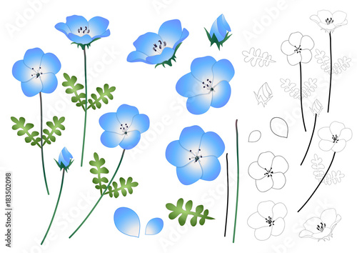 Nemophila Baby Blue Eyes Flower Outline
