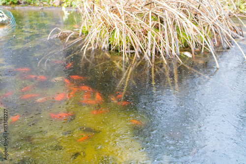 Fischteich im Winter