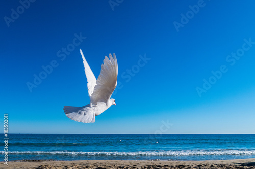 Photography White dove flying to the sea