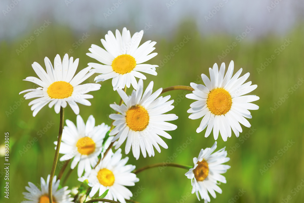 Fototapeta premium Chamomile among flowers