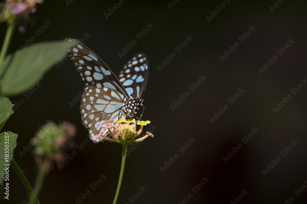 Obraz premium Butterfly