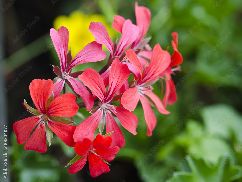 blossom of a red Pelargonium blossom of a red Pelargonium