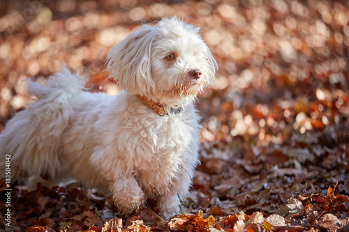 White havanese dog sitting and watching in the brown leaves in the forest