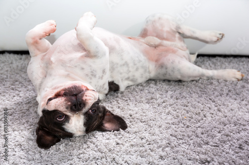 French bulldog lying down on the carpet