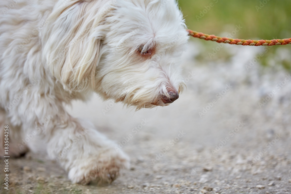 Havanese dog walking on the leach on the street Havanese dog walking on the leach on the street