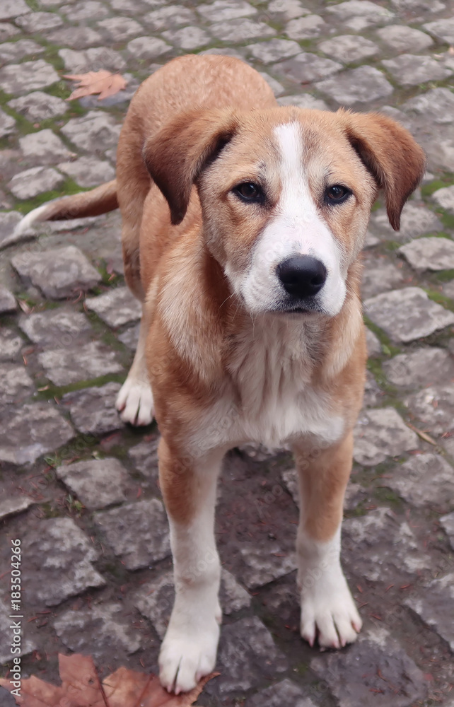 Stray dog Stray dog