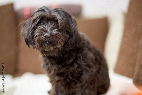 Bilde på lerret Black havanese dog sitting on couch