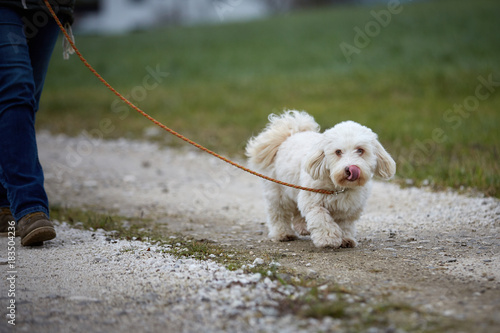 Havanese dog walking on the leach on the street