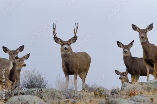 Mule Deer Buck Ready for a rumble