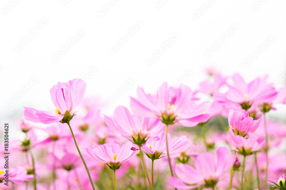 Cosmos flowers in the garden are sunlight in the morning.