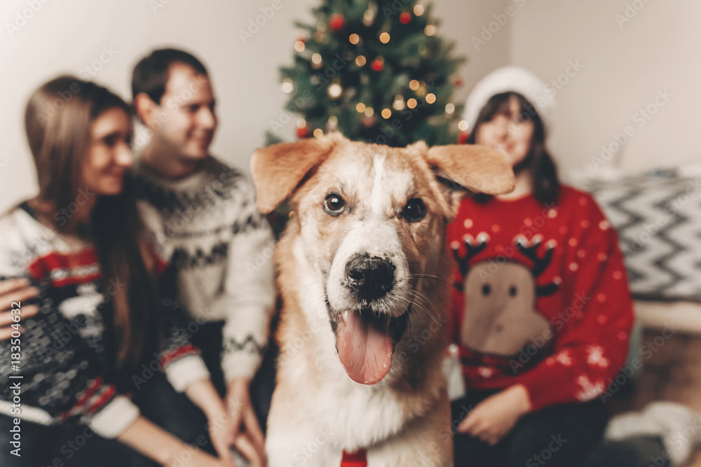 cute funny dog looking in front and happy stylish family in festive sweaters having fun at christmas tree lights. merry christmas and happy new year concept. happy holidays. space for text