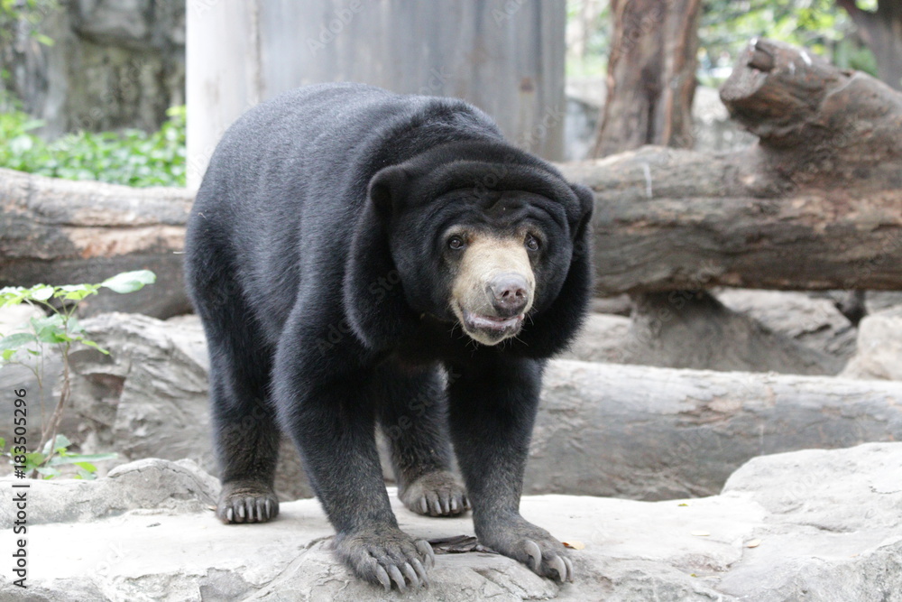 Sun Bear in Thailand