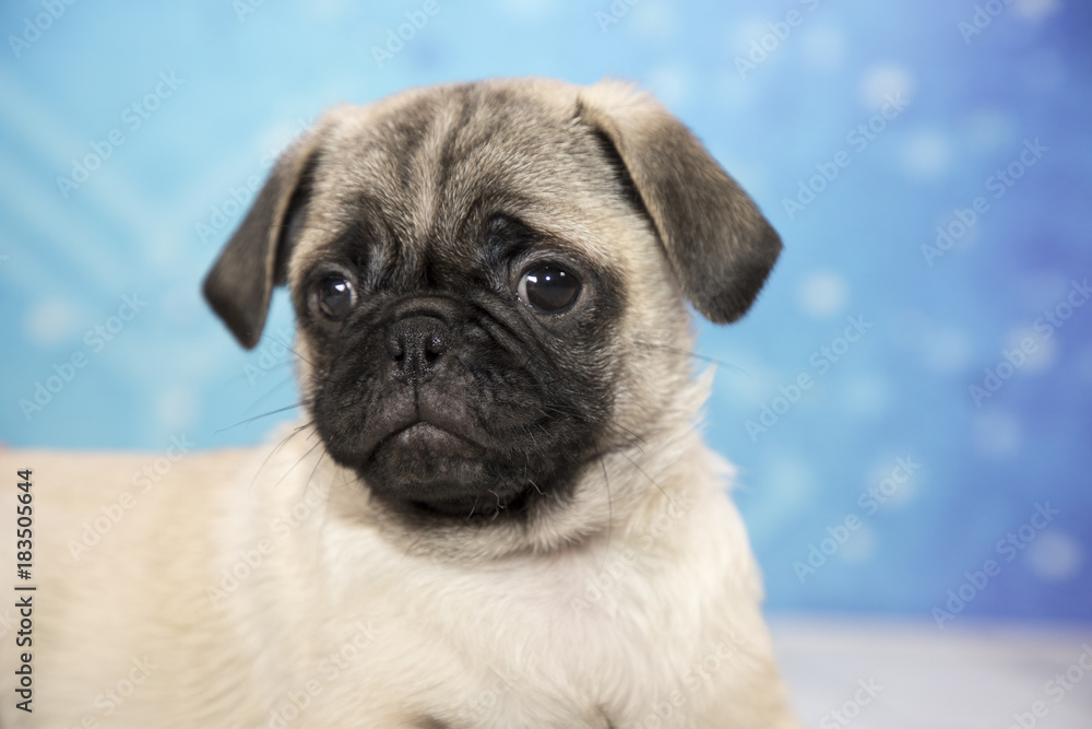 Pug with snowflake background