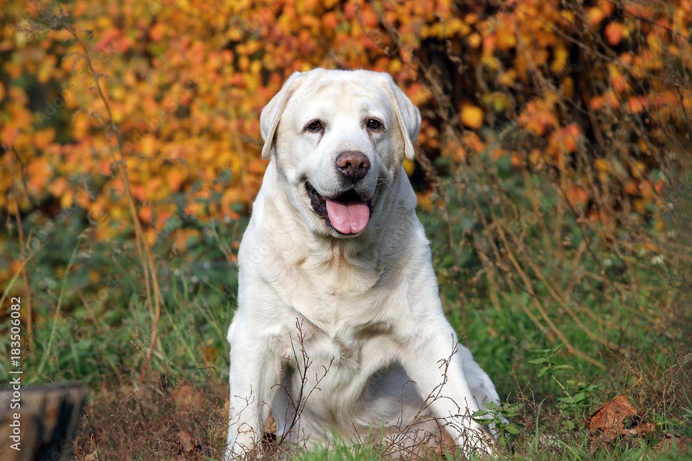 the nice yellow labrador in the park in autumn