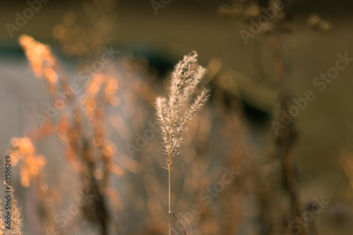 Fall flower with colorful Painterly Bokeh Background