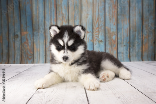 Siberian Husky with blue wood background © rich