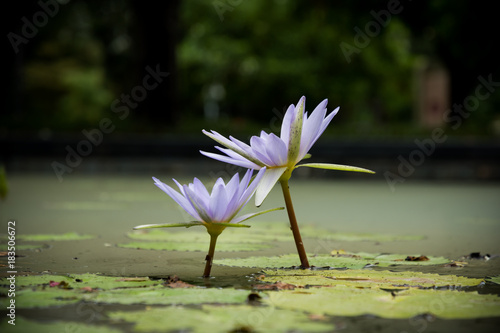 Lotus pond in the garden